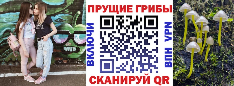 закладка  Белозерск  Псилоцибиновые грибы прущие грибы 